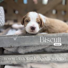 Biscuit - Red male Bernedoodle puppy in Temecula, California from Brookside Bernedoodles