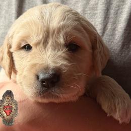 2nd pick of the boys - Light golden male Golden Retriever puppy in Fisher, Illinois from Aslan's Pride of Fidei Family Farms