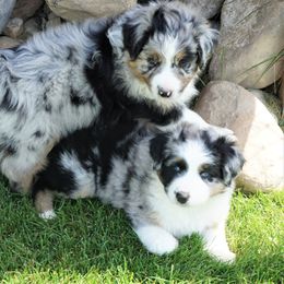 Australian Shepherd Puppies from Pole Canyon Australian Shepherds