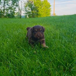 Enzo - Red tri-color male Australian Shepherd puppy in Marengo, Indiana from J&J Kennel