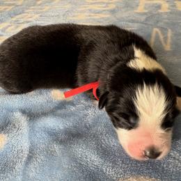 Australian Shepherd Puppies from Good Karma Aussies