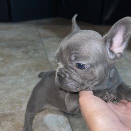 French Bulldog Puppies from Frnchi Faerie