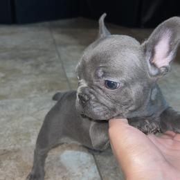 French Bulldog Puppies from Frnchi Faerie