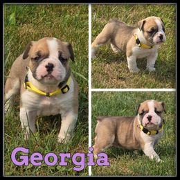 Georgia - Fawn and white female Olde English Bulldogge puppy in Wheeler, Michigan from Haase Family Kennels