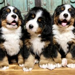 Bernese Mountain Dog Puppies from Bluffside Berners