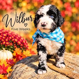 Wilbur - Merle male Whoodle puppy in Knoxville, Tennessee from Fleury Farm Doodles TN