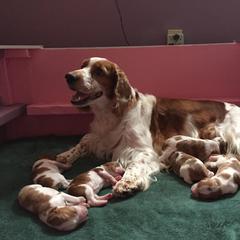 Welsh Springer Spaniel Puppies from Tropic Welsh Springer Spaniels
