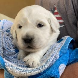 Dachshund and Golden Retriever Puppies from Charmm Dachshunds & English Cream Golden Retrievers