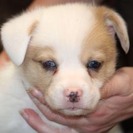 Red Merle Boy - Red merle and white male American Corgi puppy in Clovis, New Mexico from Sweet & Salty Cowdogs