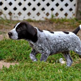 German Shorthaired Pointer Puppies from Claddagh Kennels