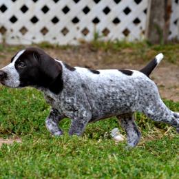 German Shorthaired Pointer Puppies from Claddagh Kennels