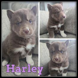 Harley - Red and white female Siberian Husky puppy in Wheeler, Michigan from Haase Family Kennels