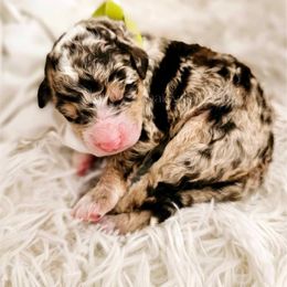 Bernedoodle Puppies from Daisy's Doodles