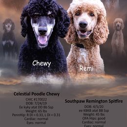 Poodle puppies from Above the Standard Dogs