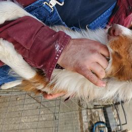 Aussiedoodles, Australian Shepherds, Miniature Australian Shepherds, and Poodles from Distinguished Doodles and More