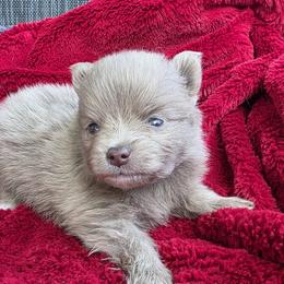 REX - Beaver male Pomeranian puppy in Hooksett, New Hampshire from Granite State Pomeranians