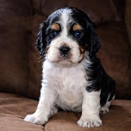 Max - Black white and tan male English Springer Spaniel puppy in Florida from Thunderbird Springers