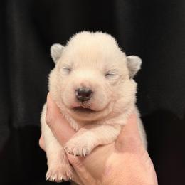 Camo - Blue mottled male Australian Cattle Dog puppy in Rosharon, Texas from 4Surge Cattle Dogs