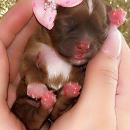 Shih Tzu Puppies from Kaselyn’s puppies