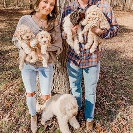 Australian Labradoodle Puppies from Harmony Labradoodles