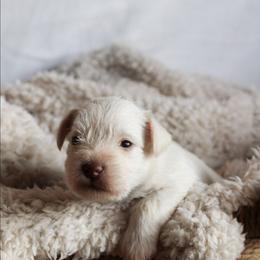 Duchess Pearl Nori - Wheaten female Miniature Schnauzer puppy in Lynchburg, Tennessee from ROYAL PUPS - THRONEBERRY FAMILY FARMS