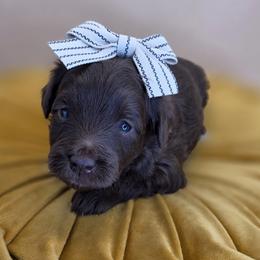April - Chocolate female Goldendoodle puppy in Decatur, Tennessee from Diamond's Doodles