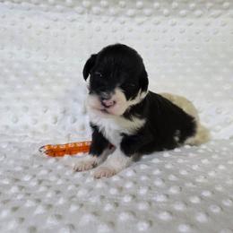 Royce - Black and white male Sheepadoodle puppy in Weatherford, Texas from Oodles of poodles and doodles