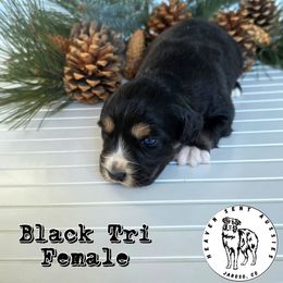 Gretchen - Black tri female Miniature Australian Shepherd puppy in Jaroso, Colorado from Heaven Sent Aussies
