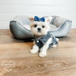 Mal-Shi and Maltese Puppies from Petite Pawz