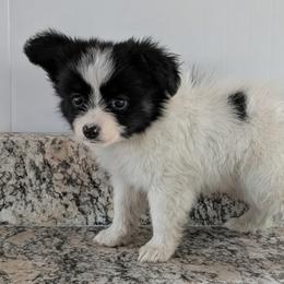 Merlot - White and black male Papillon puppy in Dorset, Ohio from Classy Country Papillons