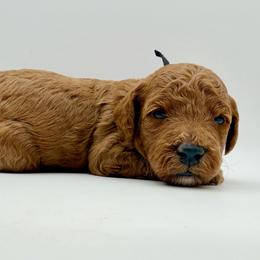 Boy 3 - Red  male Goldendoodle puppy in Philadelphia, Mississippi from Oakie Doodles