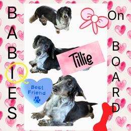Tillie - Dachshund