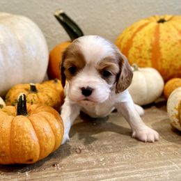 Autumn - Blenheim Cavalier King Charles Spaniel puppy in Greenwood, Arkansas from Blackberry Patch Farm