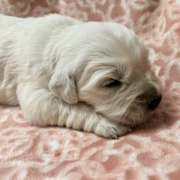 Harry -B1 - Light golden male Golden Retriever puppy in Holly, Michigan from Nina's Golden hour