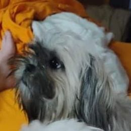Milo - Shih Tzu