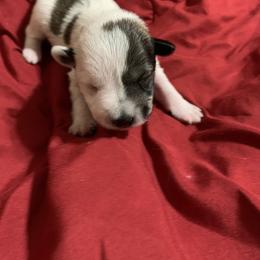Miniature Schnauzer Puppies from Circle R Ranch
