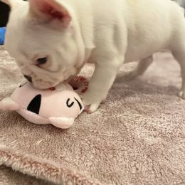French Bulldog Puppies from Fur Royalty Frenchies
