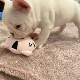 French Bulldog Puppies from Fur Royalty Frenchies