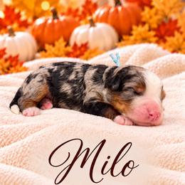 Milo - Merle male Bernedoodle puppy in Idaho from Bernese By Barzees