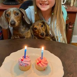 Dachshund Puppies from A&R Dachshund