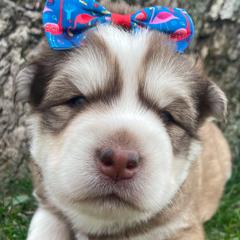 Bria(Honey) - Red and white Siberian Husky puppy in Parma, Ohio from Sirius Siberian Huskies