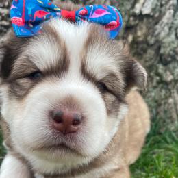 Bria(Honey) - Red and white Siberian Husky puppy in Parma, Ohio from Sirius Siberian Huskies