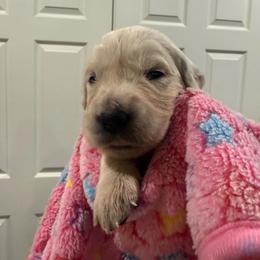 Petunia - Light golden female Golden Retriever puppy in Blaine, Washington from Freedom Retrievers