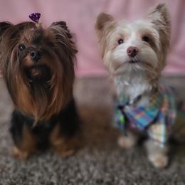Yorkshire Terrier puppies from Spoiled Paw Paw Yorkies