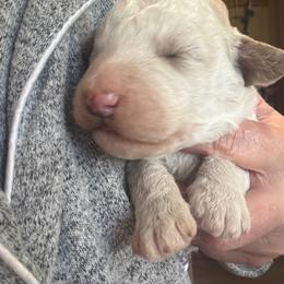 Boy 1 dark blue - Cream male Goldendoodle puppy in Lumberton, Texas from Southeast Texas Goldendoodles