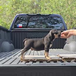 Loot - Black tri-color male American Bully puppy in Redfield, Arkansas from ArK9 Capabulls