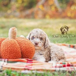Aussiedoodle Puppies from Dani's Dandy Doodles