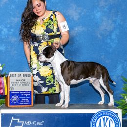 Zodiac - American Staffordshire Terrier