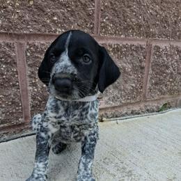 Grey girl - Black and white female German Wirehaired Pointer puppy in Potosi, Wisconsin from Point and Flush Gun Dogs