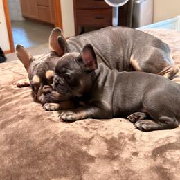 Lance - Blue fawn male French Bulldog puppy in Lynnwood, Washington from Pawsitive Frenchies